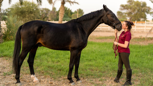 10 Things That All Horse Lovers Do