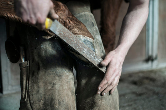 Laminitis in Horses