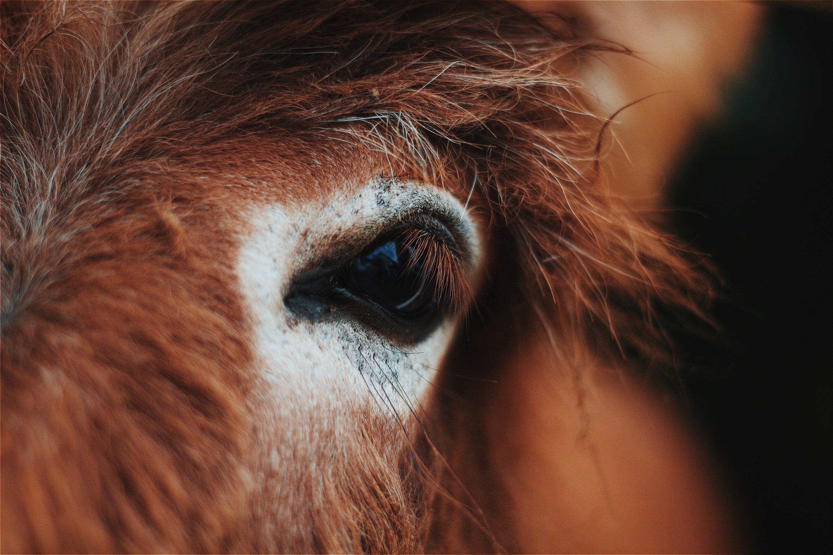 Horses Can Read Human Expressions