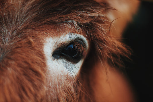 Horses Can Read Human Expressions