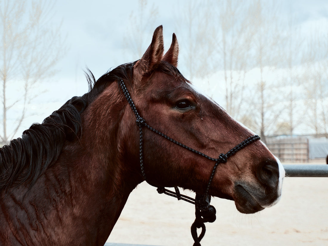 What To Check When Buying A New Horse?