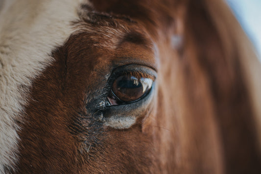 Preventing And Removing Ticks From Horses