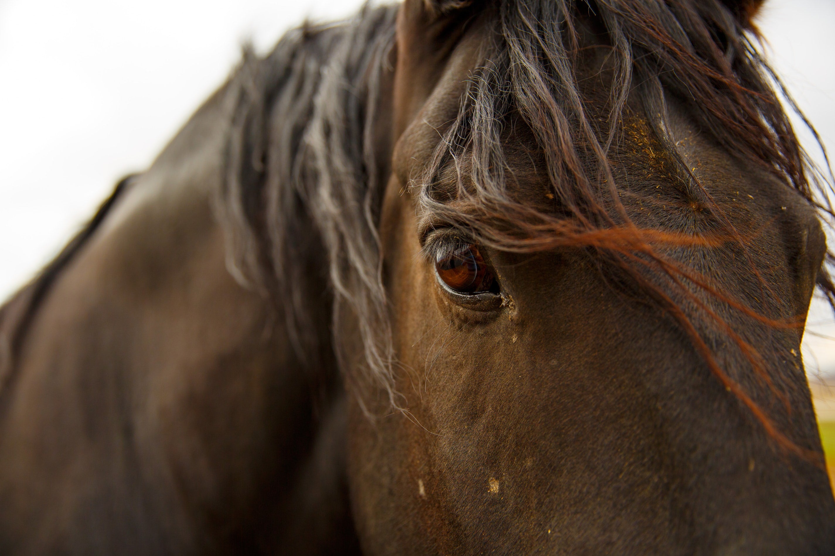 Extreme Breeding In Horses