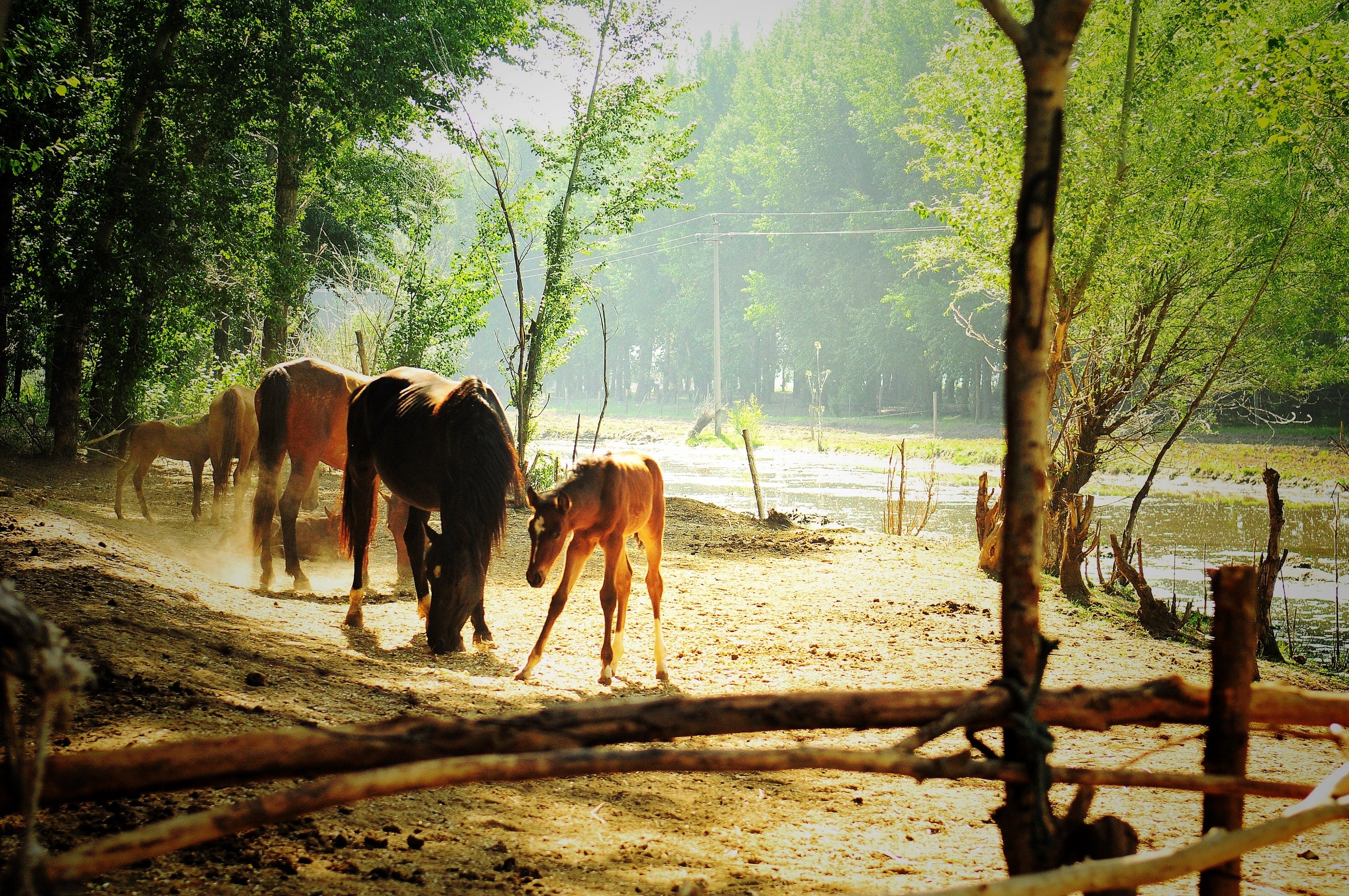 Horses And Sunburn
