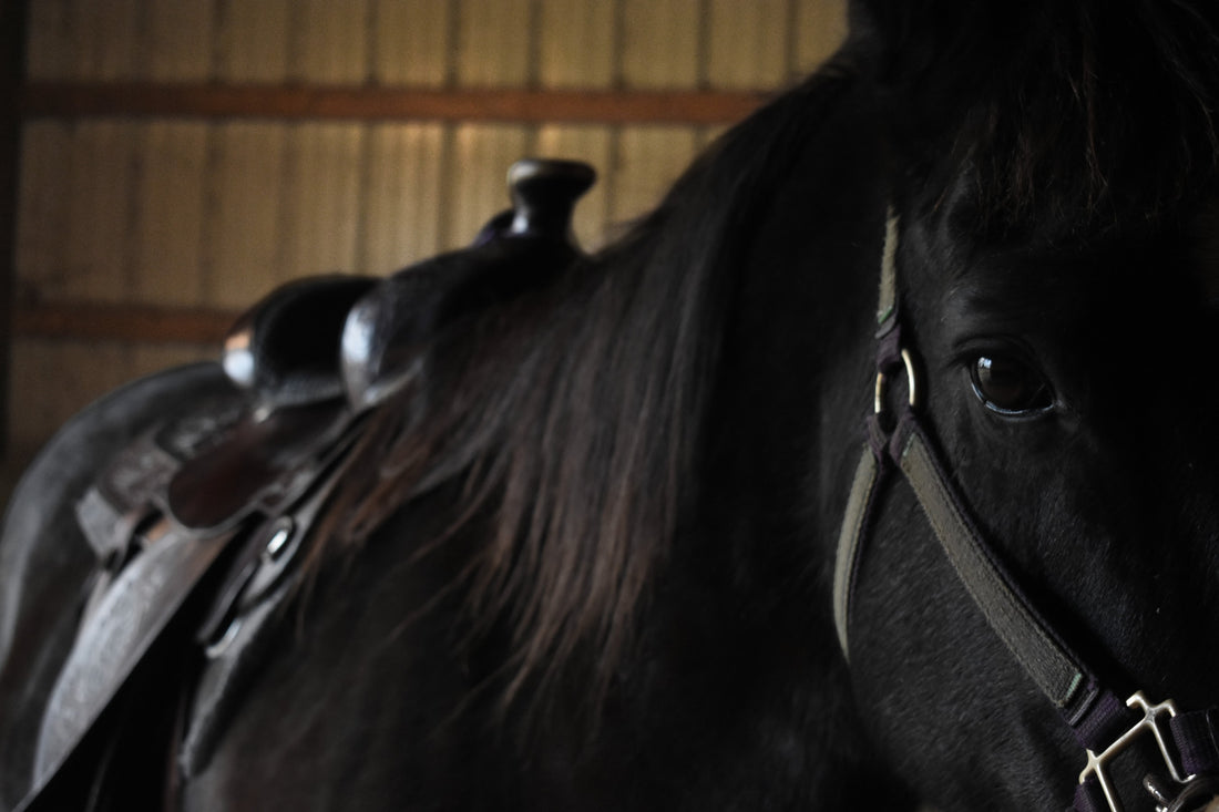 Horse Cushings