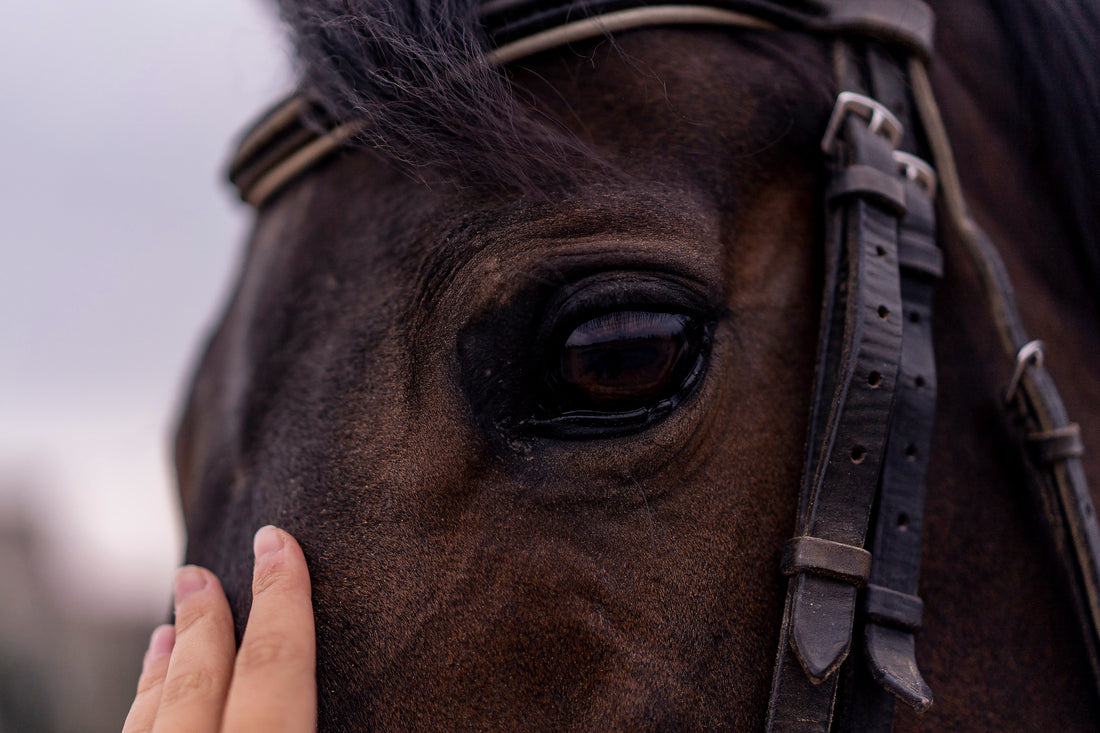How Can Horses Help You Recover From A Stroke