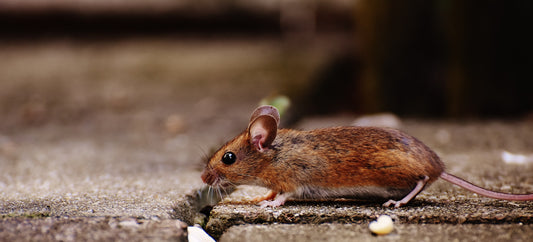 Pest Control Tips For The Yard