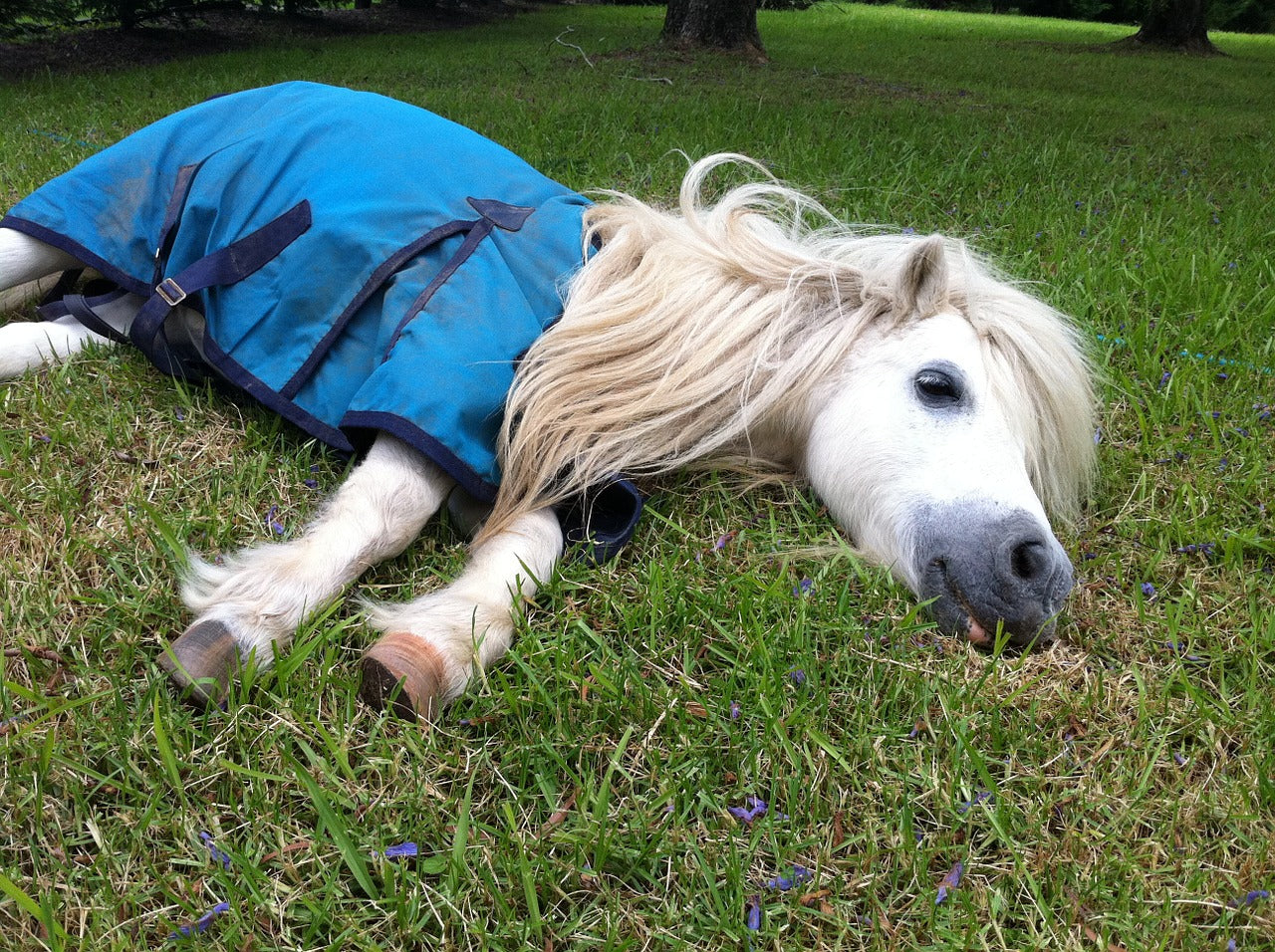 Help With Horse Napping Problem