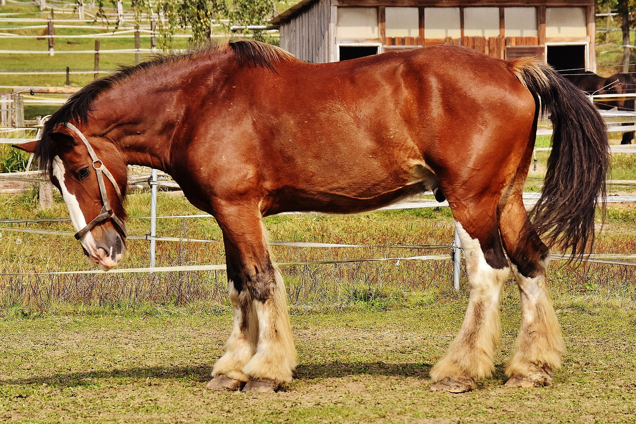 Horse Facts