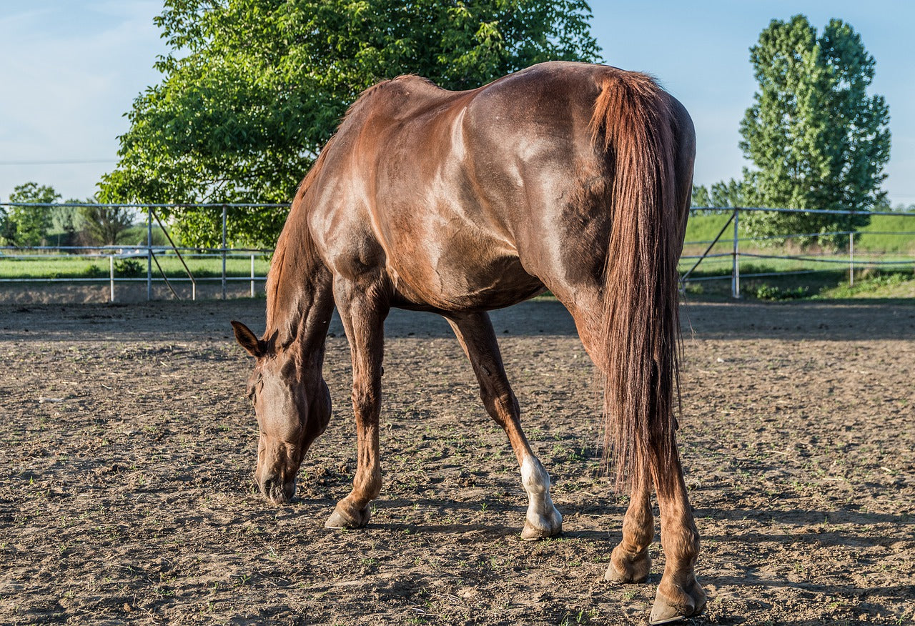 Most Popular Horse Colours