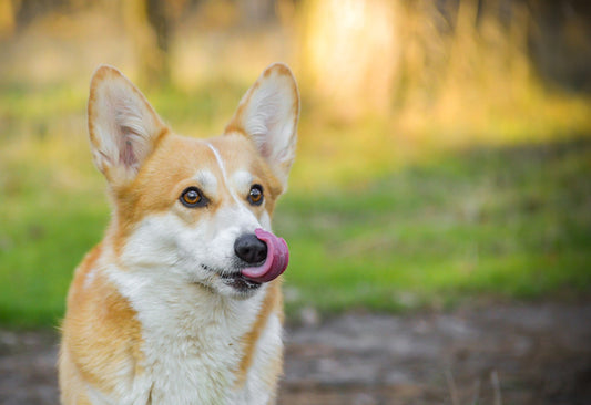The Best Dog Breeds For Equestrians