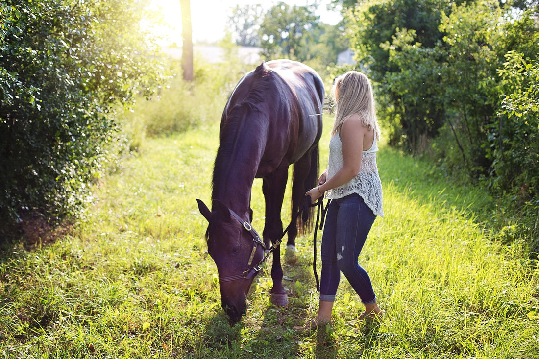 Owning your First Horse