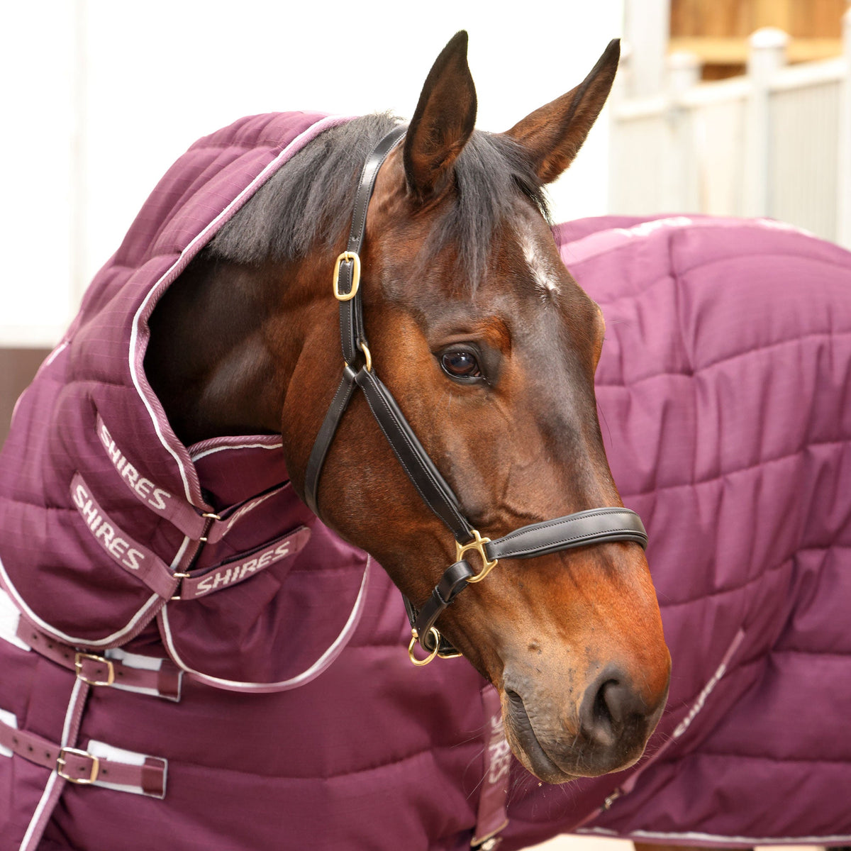 Shires Tempest Original 300g Stable Rug & Neck Set Burgundy view 3