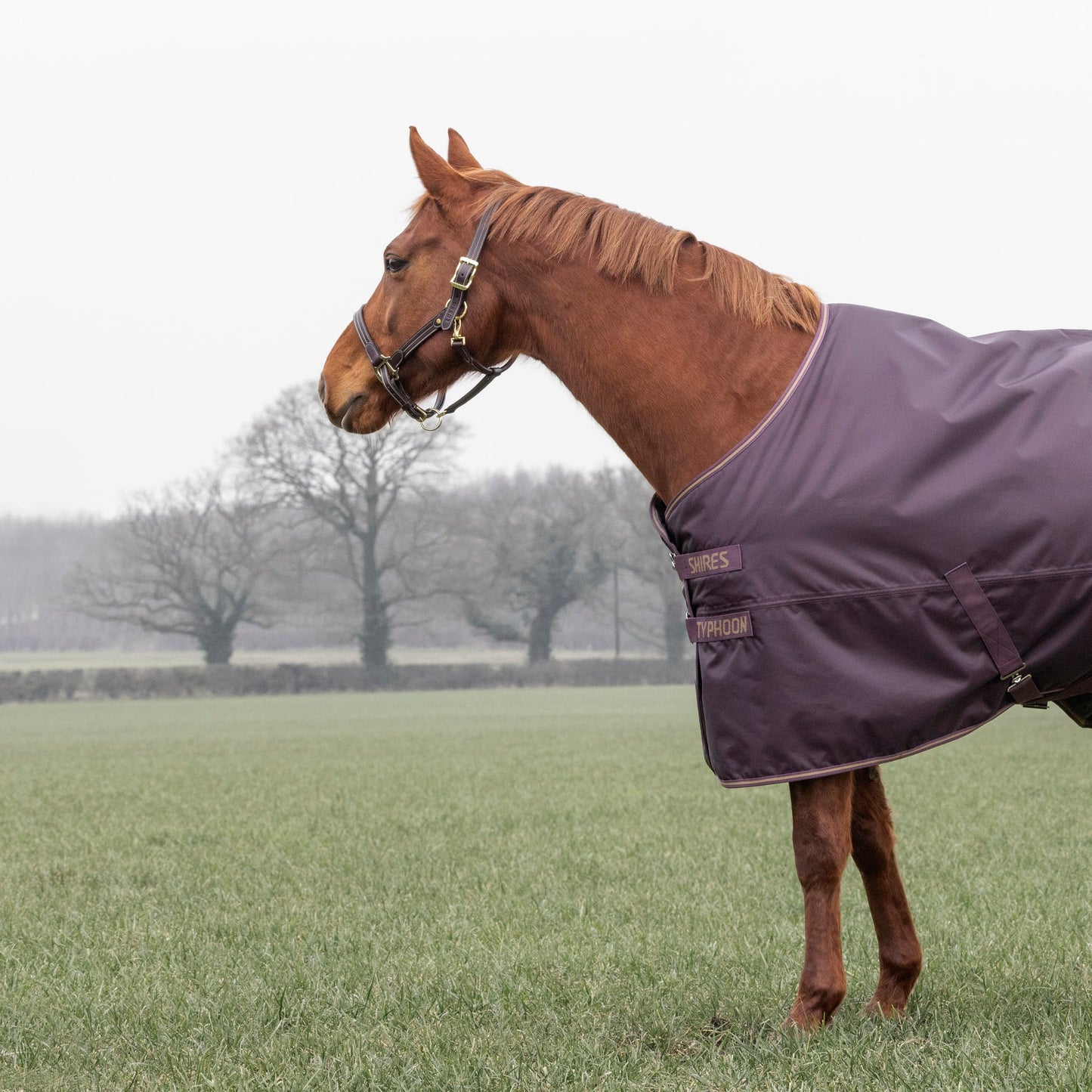 Shires Typhoon 100g Turnout Rug Black Cherry