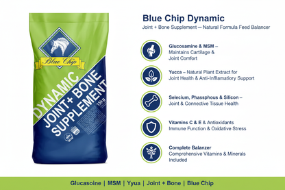 Blue Chip Dynamic Infographic