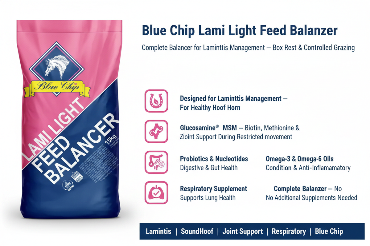 Blue Chip Lami-Light Infographic