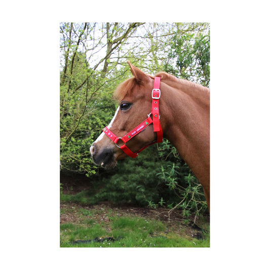 Hy Equestrian Merry Christmas Head Collar & Lead Rope
