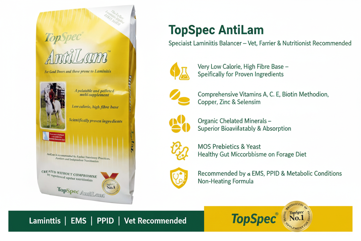 TopSpec AntiLam Infographic