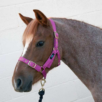 Hy Equestrian Holly Fully Adjustable Head Collar