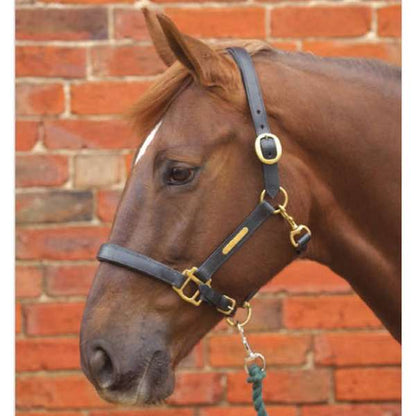 Hy Equestrian Leather Head Collar