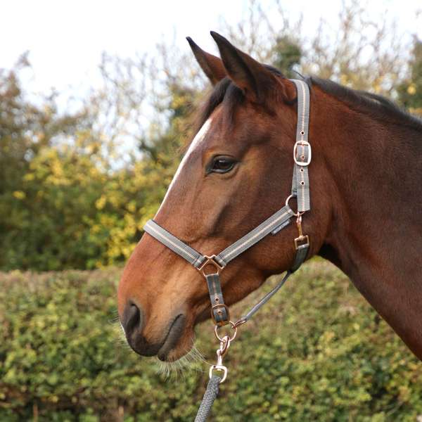 Hy Equestrian Rose Glitter Head Collar & Lead Rope Set