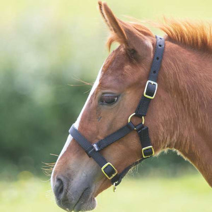 Shires Foal Headcollar