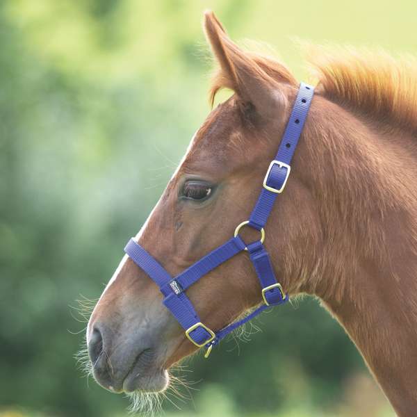 Shires Foal Headcollar