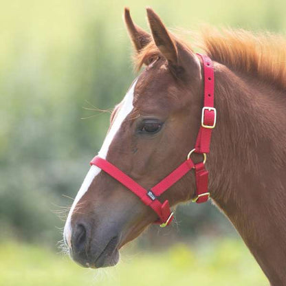 Shires Foal Headcollar