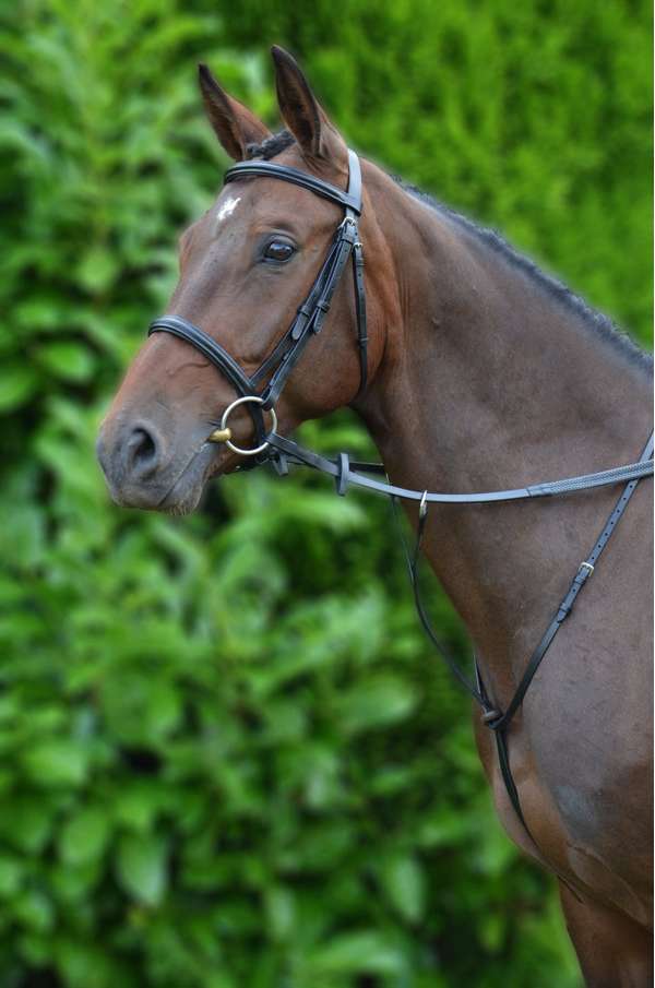 Hy Equestrian Running Martingale