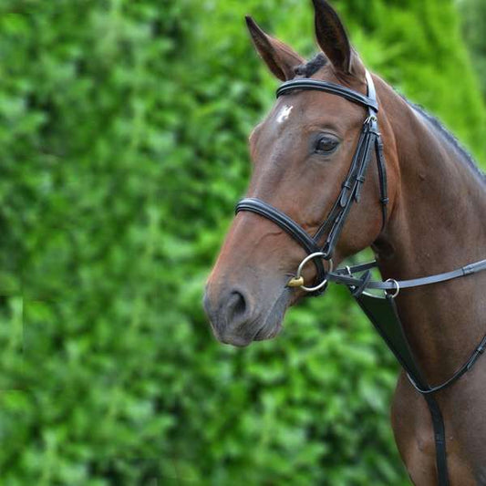 Hy Equestrian Bib Martingale
