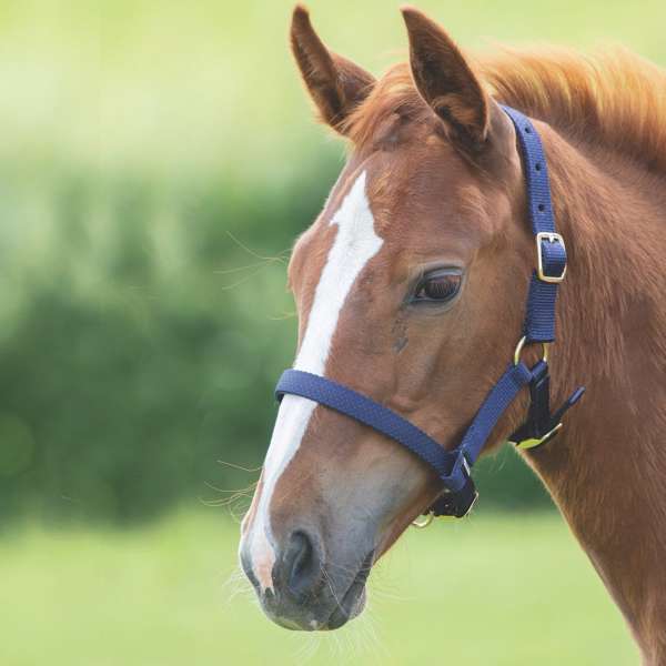 Shires Foal Headcollar