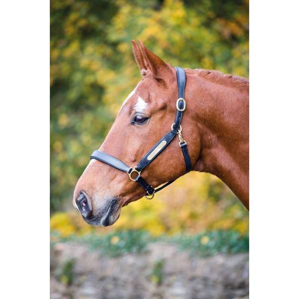 Shires Velociti Gara Leather Nameplate Headcollar