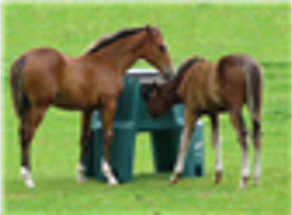 Jfc Ringfort Foal Feeder